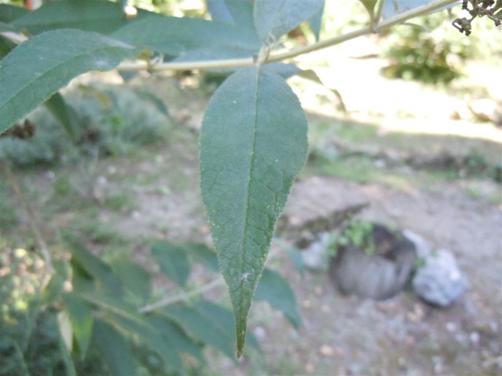 Buddleja davidii